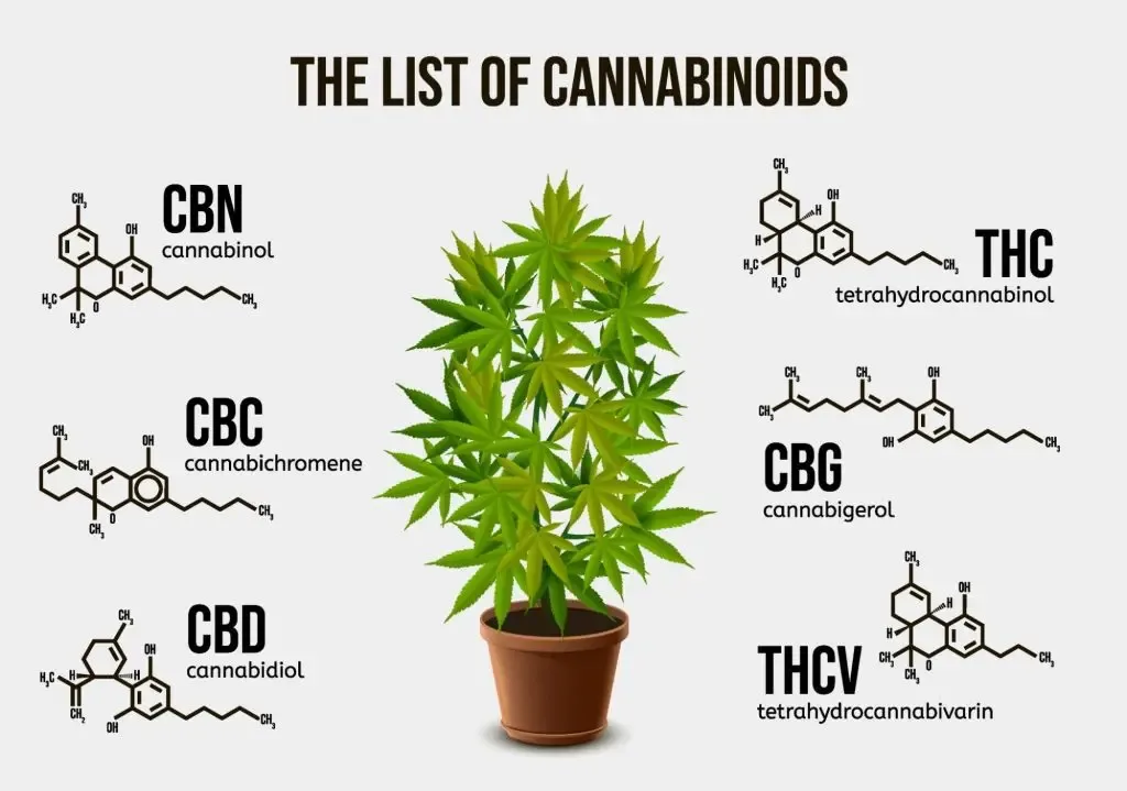 intro cannabinoids 3 1024x719.jpg