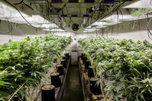 Indoor marijuana grow