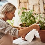 Looking after my plants. Cropped shot of a relaxed senior woman tending to her marijuana plants and making sure it's growing properly outside at home.