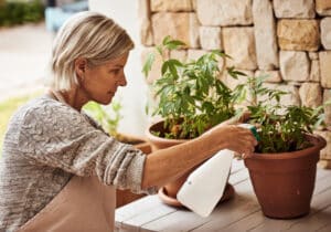 Looking after my plants. Cropped shot of a relaxed senior woman tending to her marijuana plants and making sure it's growing properly outside at home.