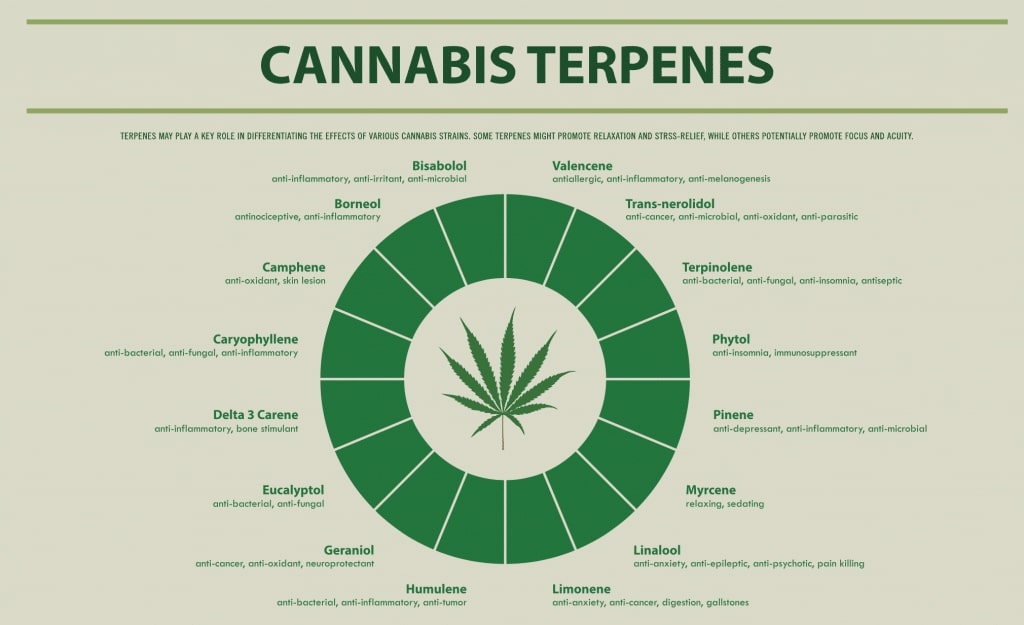 Cannabisterpnes cannacaredocs 1024x625 1