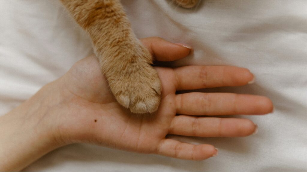 Woman’s hand and her emotional support cat’s paw