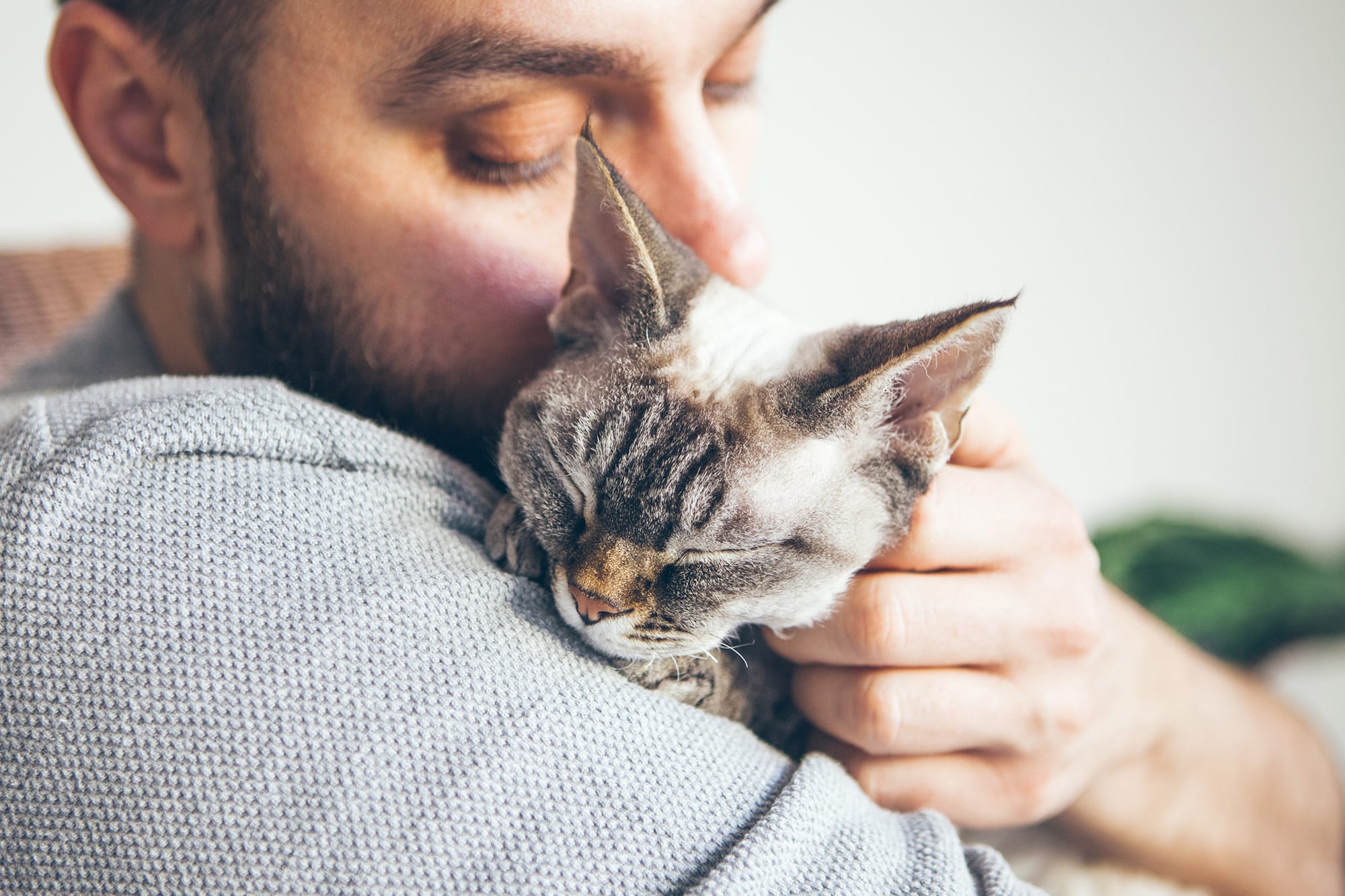 Close up of cat and man. Portrait of a Devon Rex kitten and youn