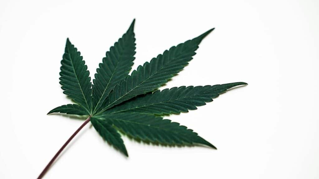 A cannabis leaf on a white surface.